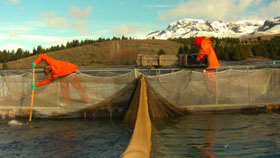 Trout farming in Patagonia
